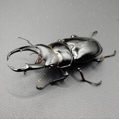 【♂♀♀3頭】ネパレンシス　ネパールコクワガタ