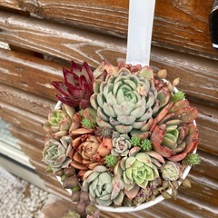 そのまま飾れる多肉植物寄せ植え