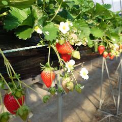 いちご🍓狩りを期間限定で実施します。