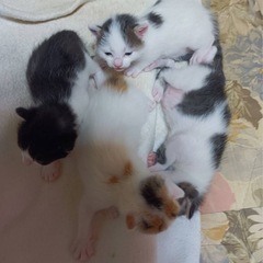 猫4匹