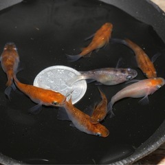 ダルマメダカ(お取引決まりました。)