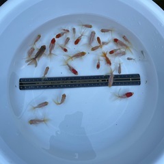 金魚 丹頂になれなかった 丹頂 2024生まれ まとめて
の画像
