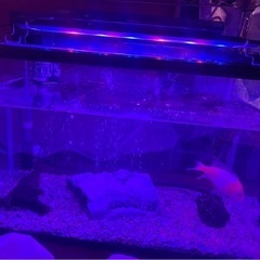 水槽60㌢のみの画像