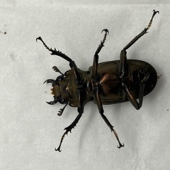メタリフェルホソアカクワガタ　新成虫　未使用　ブロンズ　ペレンの画像