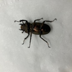 メタリフェルホソアカクワガタ　新成虫　未使用　ブロンズ　ペレンの画像