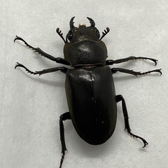 メタリフェルホソアカクワガタ　新成虫　未使用　ブロンズ　ペレン