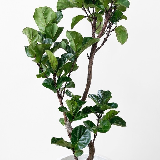観葉植物 フィカス リラータ バンビーノ