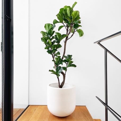 観葉植物 フィカス リラータ バンビーノ