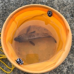 釣りを一緒に楽しめる人募集です(釣り友達)