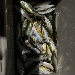 釣りを一緒に楽しめる人募集です(釣り友達) - 友達