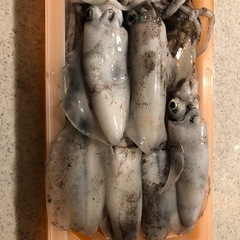 釣りを一緒に楽しめる人募集です(釣り友達) - メンバー募集