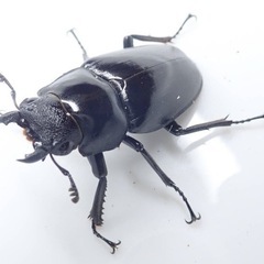 ギラファノコギリクワガタ　2令幼虫　ケースケ　フローレスの画像