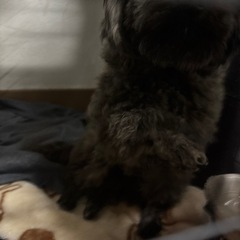 里親探してます - 犬