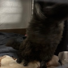 里親探してます − 東京都