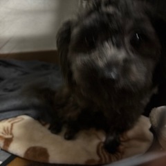 里親探してます - 多摩市