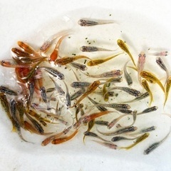 メダカお譲りします　1０匹　1,000円〜　#めだかの画像