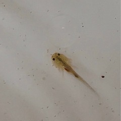 ウーパールーパー　赤ちゃん2~2.5cmの画像