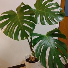 観葉植物 モンステラ 高さ130cm
