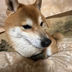 里親募集
