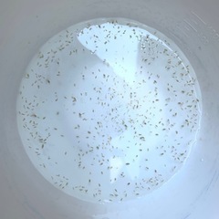 オオミジンコ500匹相当