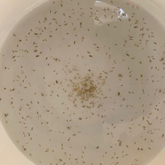 オオミジンコ500匹相当の画像