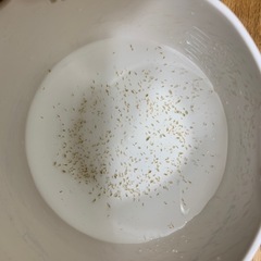 オオミジンコ500匹相当の画像