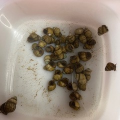 完売ヒメタニシ 5匹の画像