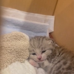 生後数週間の子猫の里親様を募集いたします