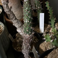 【一個だけ20%off 4/30】【激安】ユーフォルビア　パキポ...