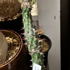 【20％オフ　5/9】【一個だけ20%off 4/30】【激安】ユーフォルビア　パキポディオイデス　ビザールプランツ　観葉植物　多肉植物　塊根植物　レアプランツ　　の画像