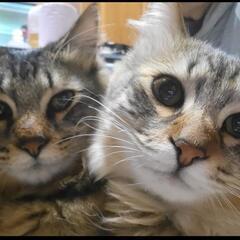 迷い猫の捜索します。