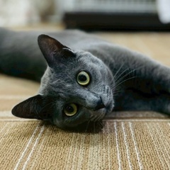 みなとねこ保護猫ミニ譲渡会＠大崎 - 品川区