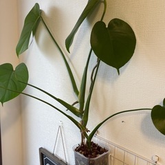 受け渡し予定【モンステラ】の画像