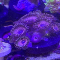 【サンゴ、海水魚】ポイズンポーション