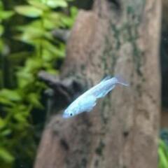 メダカ マリアージュキッシング若魚の画像