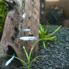 メダカ マリアージュキッシング若魚の画像