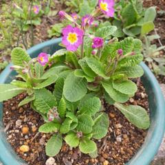 植物　花　鉢植え