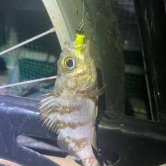 そろそろ暖かくなってきたので、一緒に釣りに行っていただける方を募集したいと思います！ - 友達
