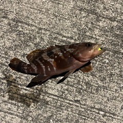 そろそろ暖かくなってきたので、一緒に釣りに行っていただける方を募集したいと思います！ - 徳島市