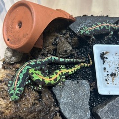 マダライモリ　2024年CB個体　1匹〜　　の画像