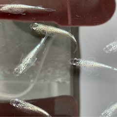 メダカ　ラメ改シルバーの画像