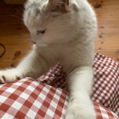 半野良、去勢済みのメス猫、甘えん坊