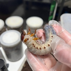 ヘラクレスオオカブト幼虫×3