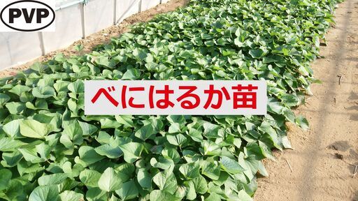 紅はるか苗500本発送・オンライン決済限定さつまいも苗べに 紅はるか苗500本発送・オンライン決済限定さつまいも苗べに