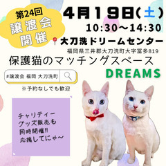 今週末！4/19(土)10:30〜保護猫の譲渡会【大刀洗ドリームセンター】 - 三井郡