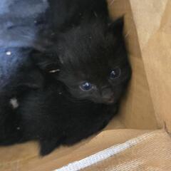 子猫 黒猫