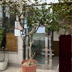 ツバキ