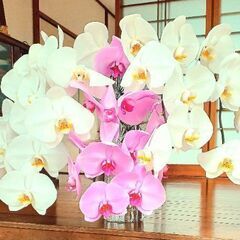 胡蝶蘭 コチョウラン★生花の画像