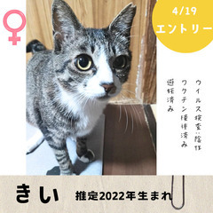 今週末！4/19(土)10:30〜保護猫の譲渡会【大刀洗ドリーム...