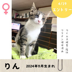 今週末！4/19(土)10:30〜保護猫の譲渡会【大刀洗ドリーム...